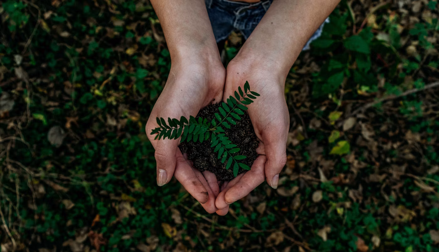 Volunteer planting a sapling as part of a community restoration drive